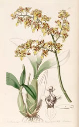 Oncidium venustum (als Syn. Oncidium trulliferum)